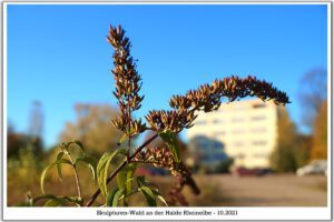 Skulpturen-Wald Halde Rheinelbe in Gelsenkirchen im Oktober 2021