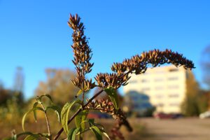 Skulpturen-Wald Halde Rheinelbe in Gelsenkirchen im Oktober 2021