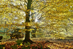 Skulpturen-Wald Halde Rheinelbe in Gelsenkirchen im Oktober 2021