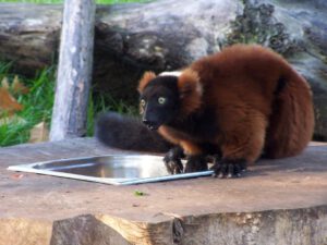 Der Zoo Gelsenkirchen - Die Zoom Erlebniswelt