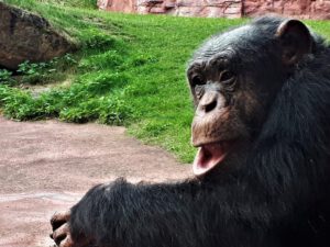 Der Zoo Gelsenkirchen - Die Zoom Erlebniswelt im September2020