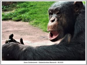 Der Zoo Gelsenkirchen - Die Zoom Erlebniswelt im September2020
