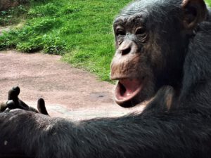 Der Zoo Gelsenkirchen - Die Zoom Erlebniswelt im September2020