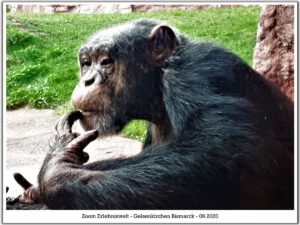 Der Zoo Gelsenkirchen - Die Zoom Erlebniswelt im September2020