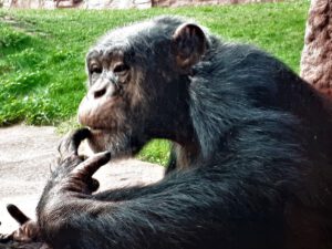 Der Zoo Gelsenkirchen - Die Zoom Erlebniswelt im September2020