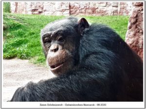 Der Zoo Gelsenkirchen - Die Zoom Erlebniswelt im September2020