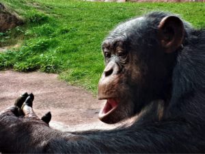 Der Zoo Gelsenkirchen - Die Zoom Erlebniswelt im September2020