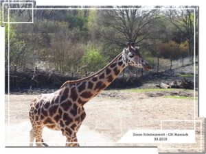 Der Zoo Gelsenkirchen - Die Zoom Erlebniswelt im März 2019