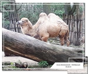 Der Zoo Gelsenkirchen - Die Zoom Erlebniswelt im April 2019