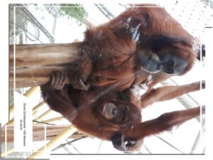 Der Zoo Gelsenkirchen - Die Zoom Erlebniswelt im März 2019