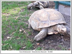 Der Zoo Gelsenkirchen - Die Zoom Erlebniswelt im September2020
