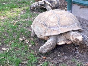 Der Zoo Gelsenkirchen - Die Zoom Erlebniswelt im September2020