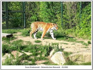 Der Zoo Gelsenkirchen - Die Zoom Erlebniswelt im September2020