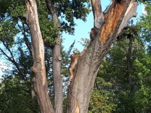 Der Zoo Gelsenkirchen - Die Zoom Erlebniswelt im September2020