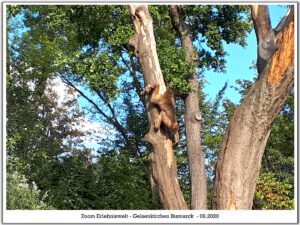 Der Zoo Gelsenkirchen - Die Zoom Erlebniswelt im September2020