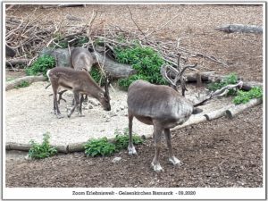 Der Zoo Gelsenkirchen - Die Zoom Erlebniswelt im September2020