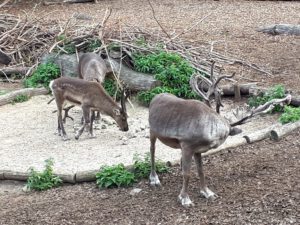 Der Zoo Gelsenkirchen - Die Zoom Erlebniswelt im September2020