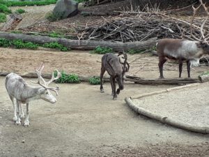 Der Zoo Gelsenkirchen - Die Zoom Erlebniswelt im September2020