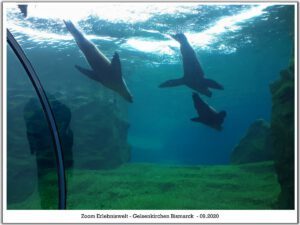 Der Zoo Gelsenkirchen - Die Zoom Erlebniswelt im September2020