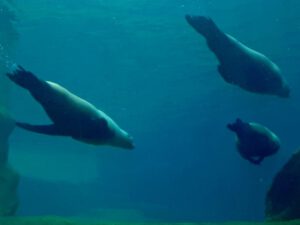 Der Zoo Gelsenkirchen - Die Zoom Erlebniswelt im September2020