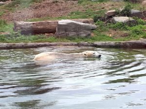 Der Zoo Gelsenkirchen - Die Zoom Erlebniswelt im September2020
