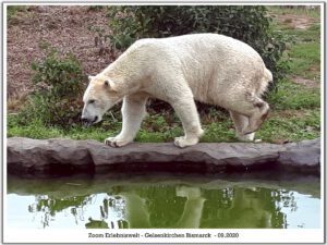 Der Zoo Gelsenkirchen - Die Zoom Erlebniswelt im September2020