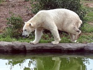 Der Zoo Gelsenkirchen - Die Zoom Erlebniswelt im September2020