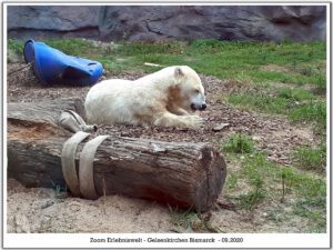 Der Zoo Gelsenkirchen - Die Zoom Erlebniswelt im September2020