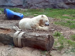 Der Zoo Gelsenkirchen - Die Zoom Erlebniswelt im September2020