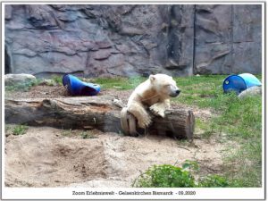 Der Zoo Gelsenkirchen - Die Zoom Erlebniswelt im September2020