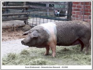 Der Zoo Gelsenkirchen - Die Zoom Erlebniswelt im September2020