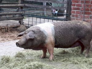 Der Zoo Gelsenkirchen - Die Zoom Erlebniswelt im September2020