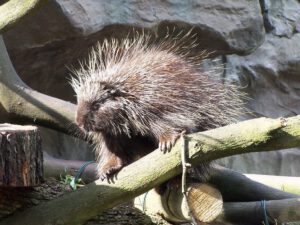 Der Zoo Gelsenkirchen - Die Zoom Erlebniswelt