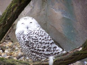Der Zoo Gelsenkirchen - Die Zoom Erlebniswelt