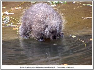 Der Zoo Gelsenkirchen - Die Zoom Erlebniswelt