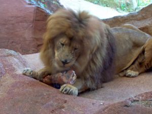Der Zoo Gelsenkirchen - Die Zoom Erlebniswelt