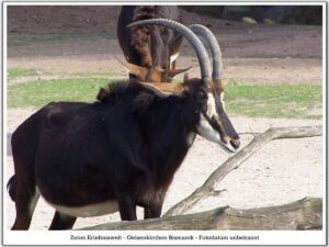 Der Zoo Gelsenkirchen - Die Zoom Erlebniswelt