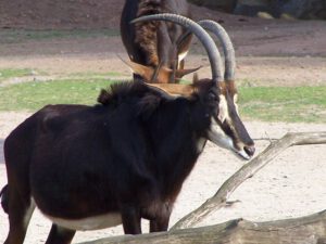 Der Zoo Gelsenkirchen - Die Zoom Erlebniswelt