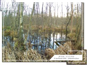 Gelsenkirchen Erle im Dezember 2018