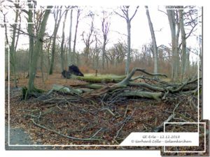 Gelsenkirchen Erle im Dezember 2018