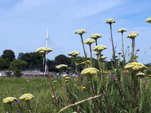 Stölting Harbor in Gelsenkirchen Bismarck im Juni 2020