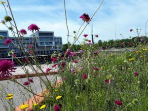 Stölting Harbor in Gelsenkirchen Bismarck im Juni 2020