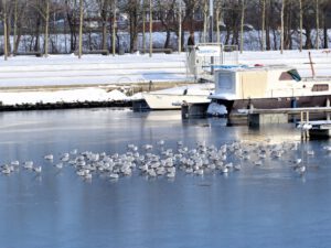 Winter im Stölting Harbor in Gelsenkirchen Bismarck im Februar 2021